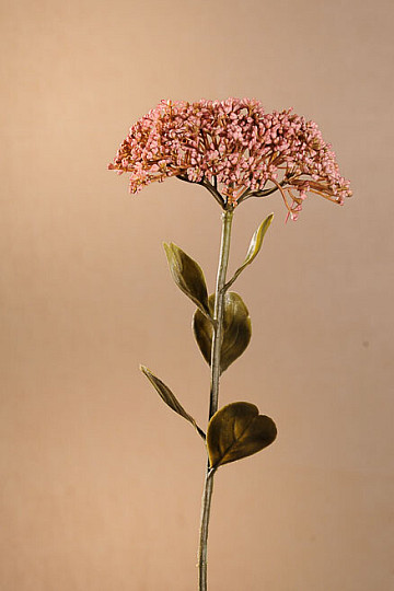 TROCKENES VOLLBLÜTE-SEDUM 46 cm altrosa