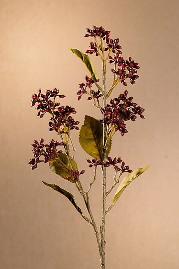 TROCKENES VIBURNUM TINUS 58 cm burgunderrot