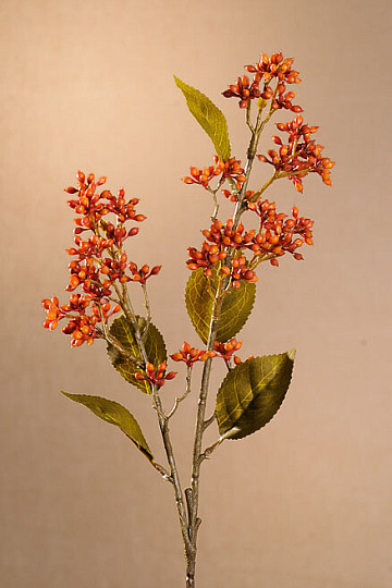 TROCKENES VIBURNUM TINUS 58 cm orange