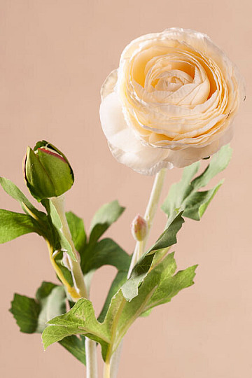 Weißes Kolophonium