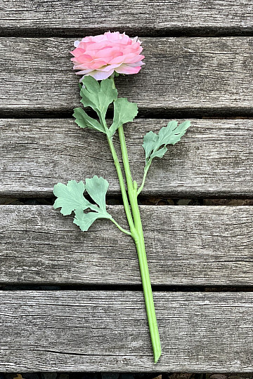 ROSA ROSA
