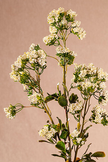 MINIBLUMEN weiß