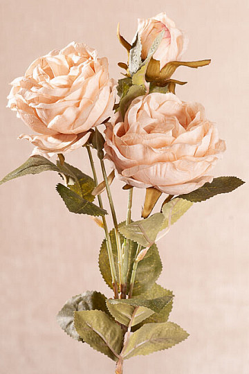 ROSENKOHL cremig