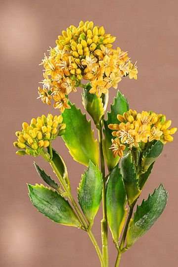 KALANCHOE GELB