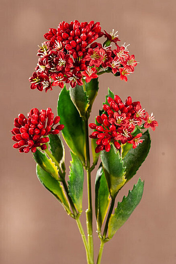 KALANCHOE ROT