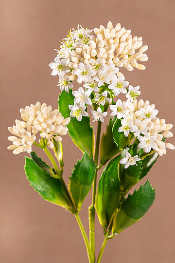 KALANCHOE WEISS