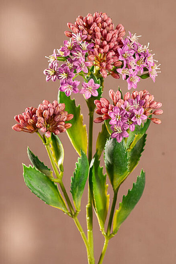 KALANCHOE LILA
