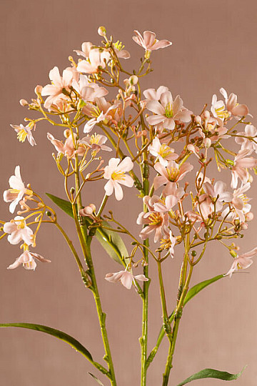 DAPHNE-SPRAY ROSA