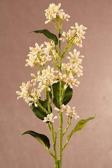 VIBURNUM TINUS WEISS