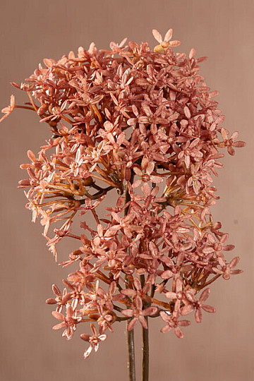 TROCKENE KRONENBLUME ROSA