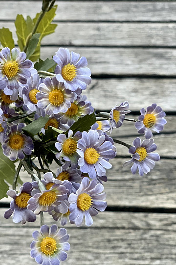 MINI DAISY BLAU