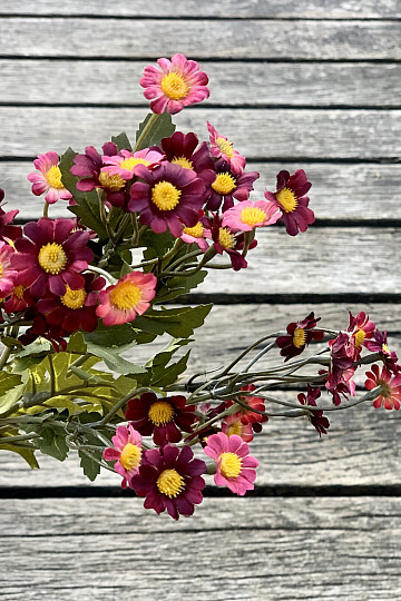 MINI DAISY ROT