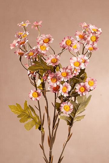 MINI GÄNSEBLÜMCHEN ROSA