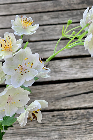 WEIßE WILDE BLUME
