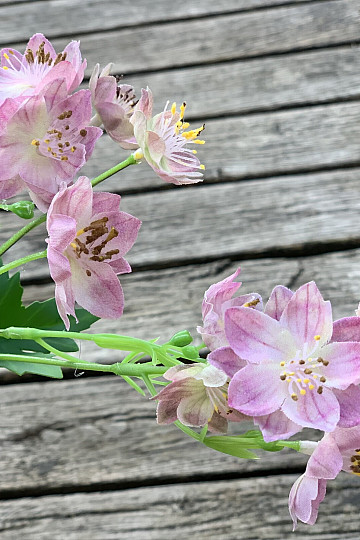 WILDE BLUME ROSA