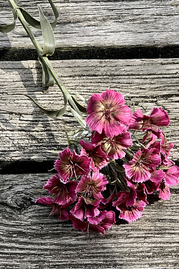 ROTE NELKE