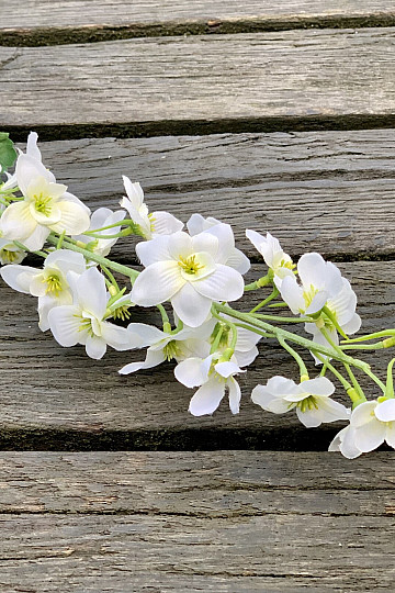 DELPHINIUM WEISS