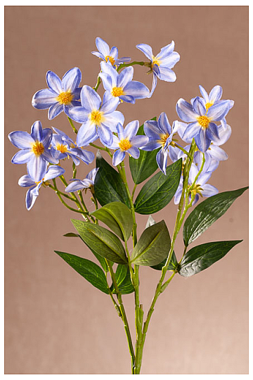 Clematisblau