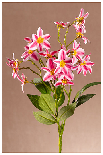 ROT-WEISSE CLEMATIS
