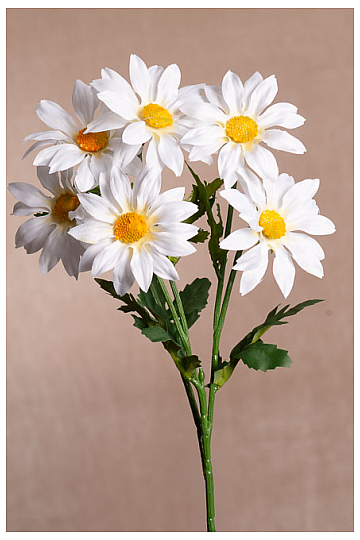 Bündel weißer Gazania