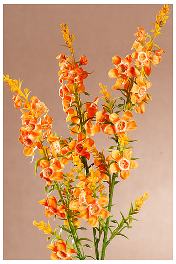ORANGE KINDER