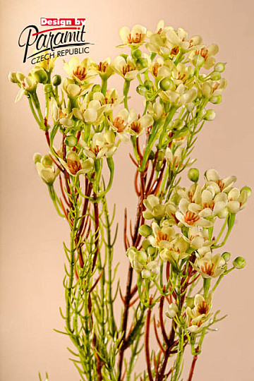 Wachsblumengelb 78 cm