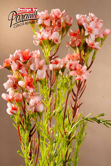 Wachsblume hellrosa 79 cm