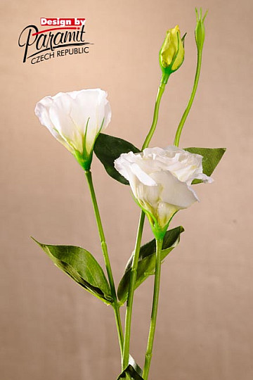 Lisiantus weiß 67 cm