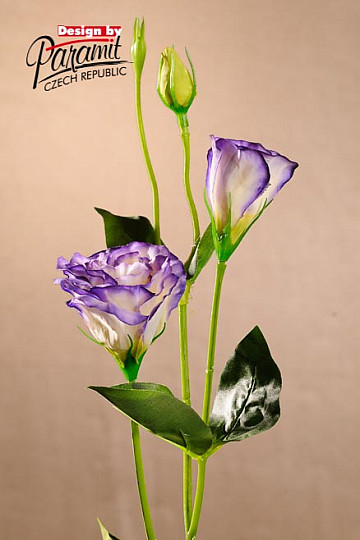 Lisiantus weiß blau 67 cm