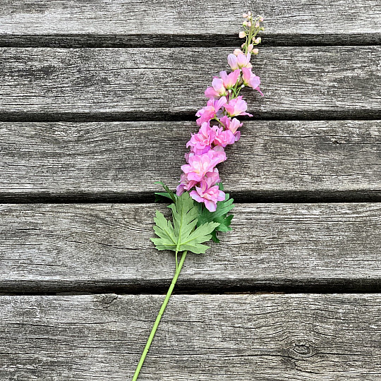 Delphinium rosa 79 cm