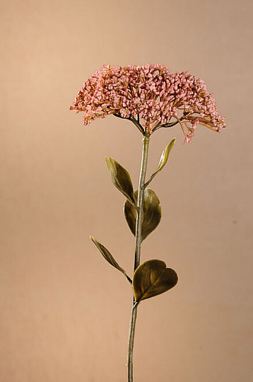 TROCKENES VOLLBLÜTE-SEDUM 46 cm altrosa