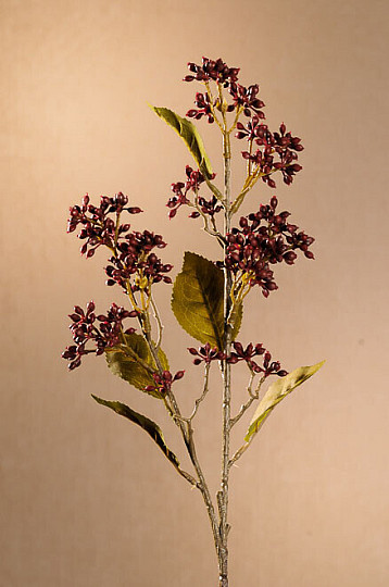 TROCKENES VIBURNUM TINUS 58 cm burgunderrot