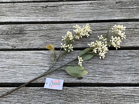 TROCKENES VIBURNUM TINUS 58 cm weiß