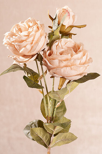 ROSENKOHL cremig