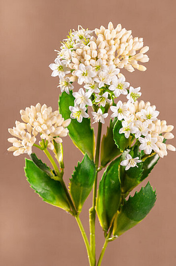 KALANCHOE WEISS
