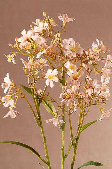 DAPHNE-SPRAY ROSA