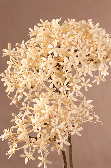 TROCKENE KRONENBLUME WEISS