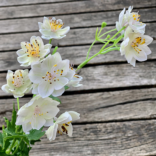 WEIßE WILDE BLUME