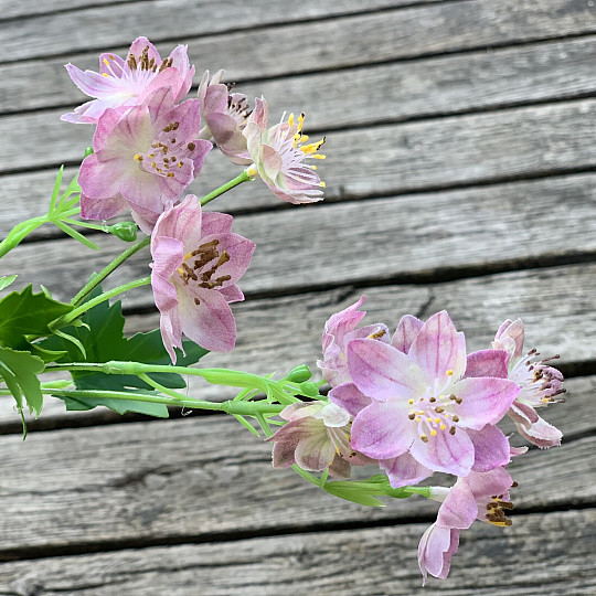 WILDE BLUME ROSA