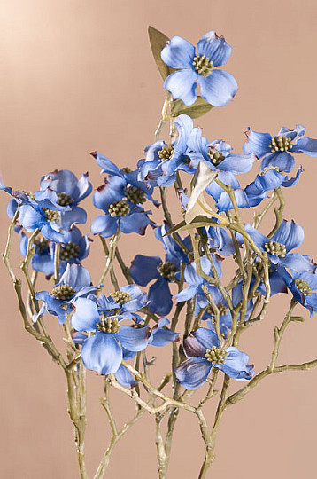 BLAUER HARTRIEGEL