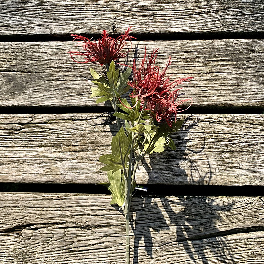 TROCKENES WILDES STRANDDISTELROT