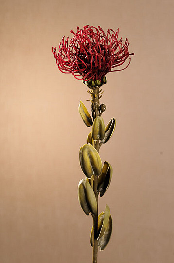 TROCKENES KLEINES PROTEA ROT