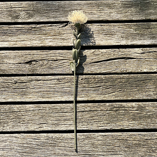 TROCKENE KLEINE PROTEA WEISS
