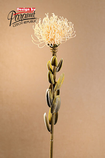 TROCKENE KLEINE PROTEA WEISS