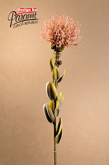 TROCKENE KLEINE PROTEA ROSA
