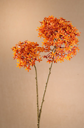 Trockene Kronenblume Orange