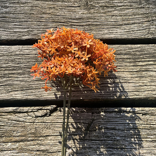 Trockene Kronenblume Orange