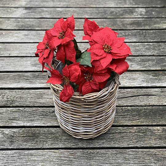 Christrose TRS ROT