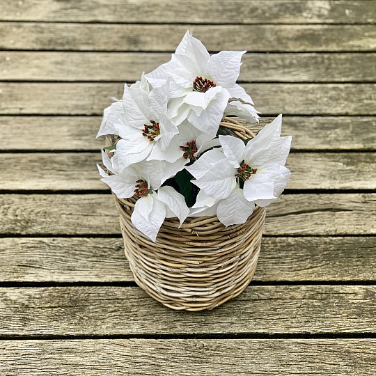 Christrose TRS WEISS