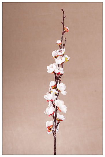 Frühling des weißen Kirschbaums